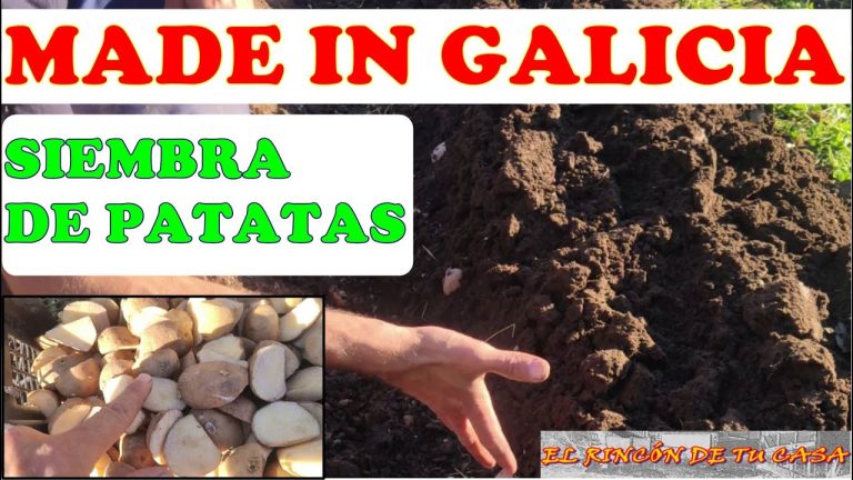 Descubre cuándo se siembran las patatas en Galicia: ¡la clave del éxito agrícola!