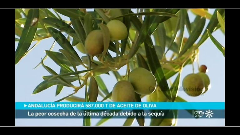 Descubre el fascinante proceso de la recolección de la aceituna en Andalucía