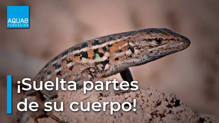 Descubre los sorprendentes tipos de lagartijas en España: una diversidad fascinante