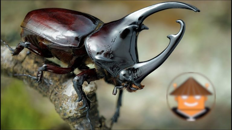 Descubre los asombrosos tipos de escarabajos voladores: una maravilla de la naturaleza