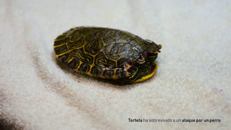 Descubre el asombroso poder de regeneración del caparazón de las tortugas